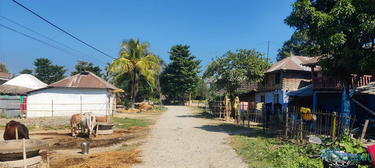 मोरङको बुढीगंगा गाउँपालिकास्थित यादव टोल। तस्बिरः राजु अधिकारी/सेतोपाटी